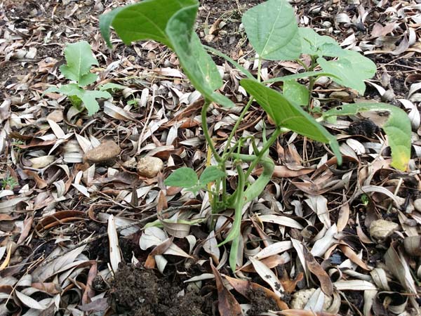 le seul plant de haricot